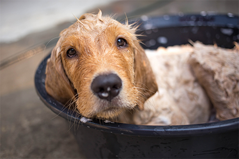 桶のお風呂でくつろぐ犬の画像