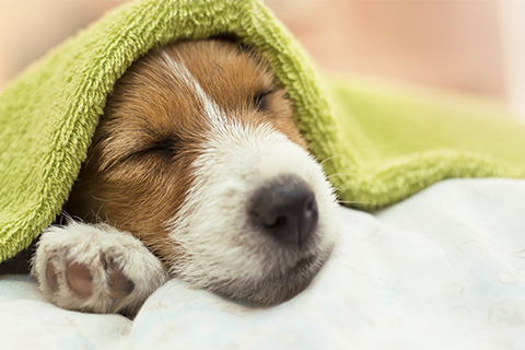毛布を頭にかけて気持ちよく寝ている犬の画像